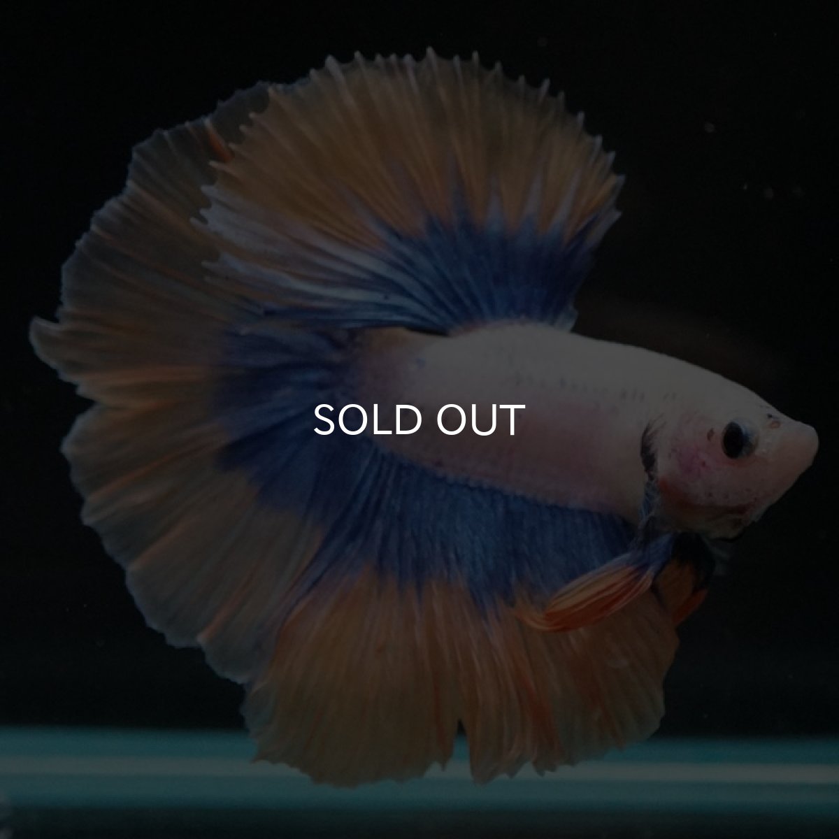 画像2: HM　イエローファンシー (2)