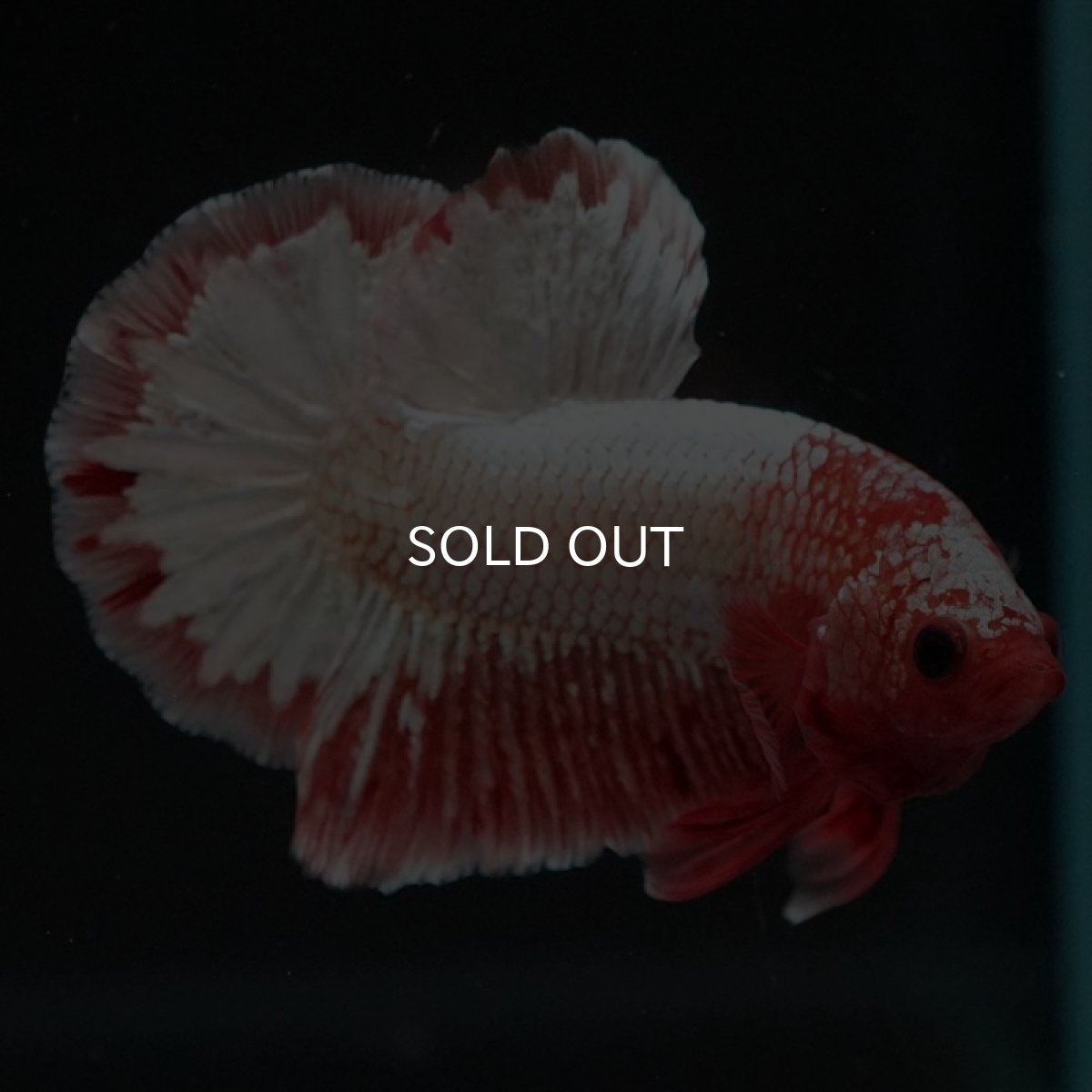 画像4: HMPK　オレンジファンシー　ホワイトスケール (4)