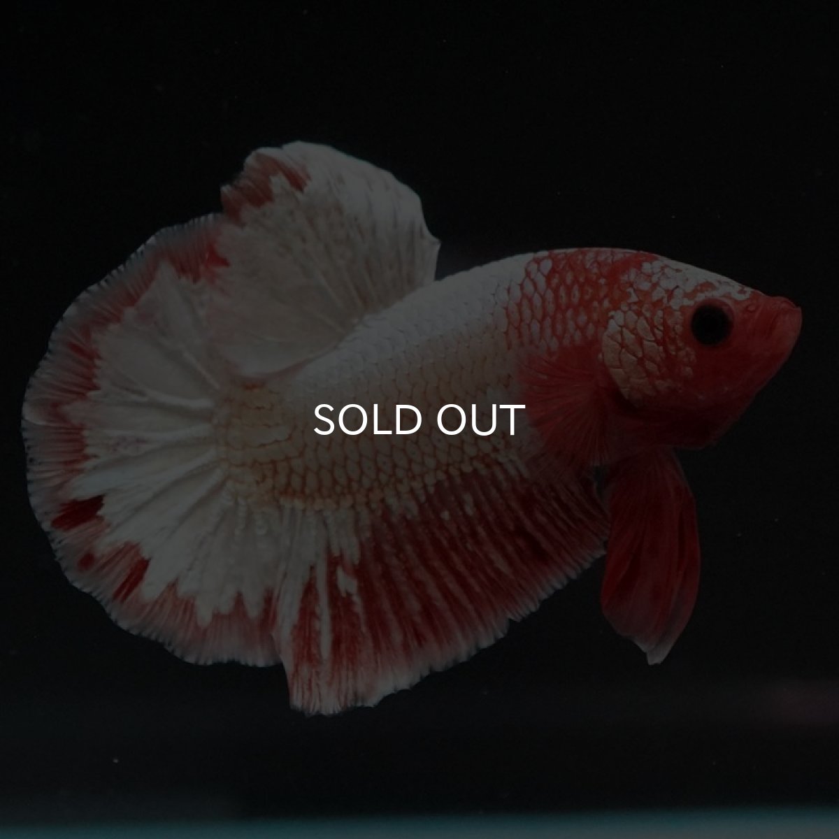 画像2: HMPK　オレンジファンシー　ホワイトスケール (2)