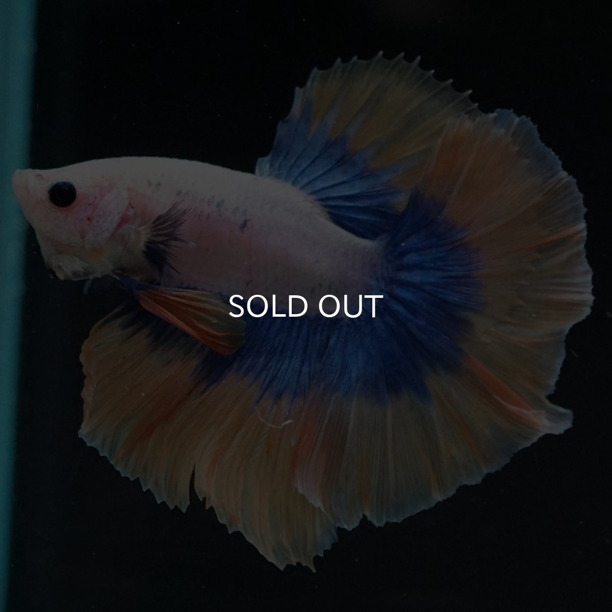 画像3: HM　イエローファンシー (3)