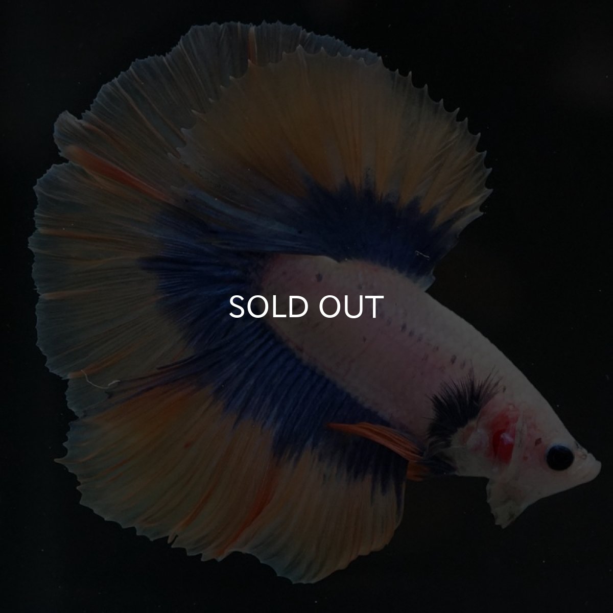 画像5: HM　イエローファンシー (5)