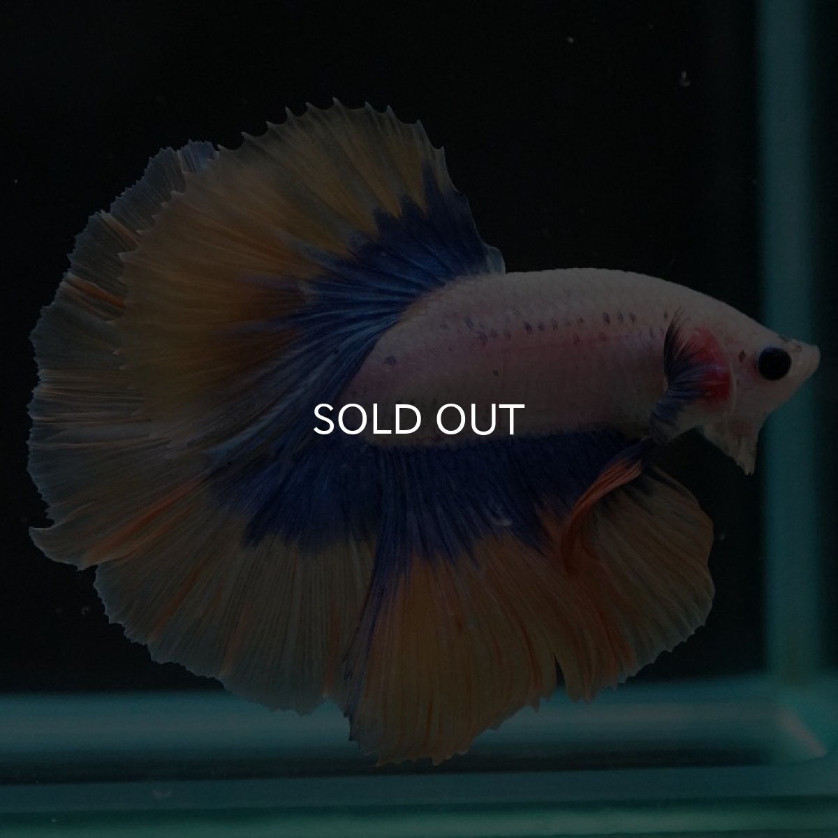 画像4: HM　イエローファンシー (4)