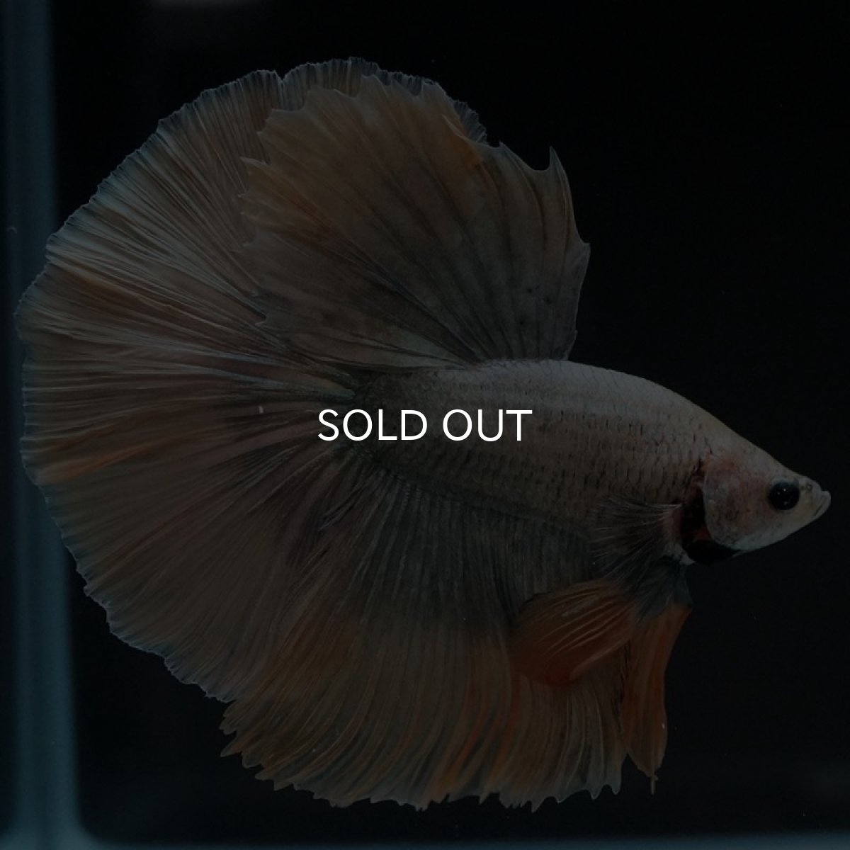 画像7: HM　イエローカッパー (7)