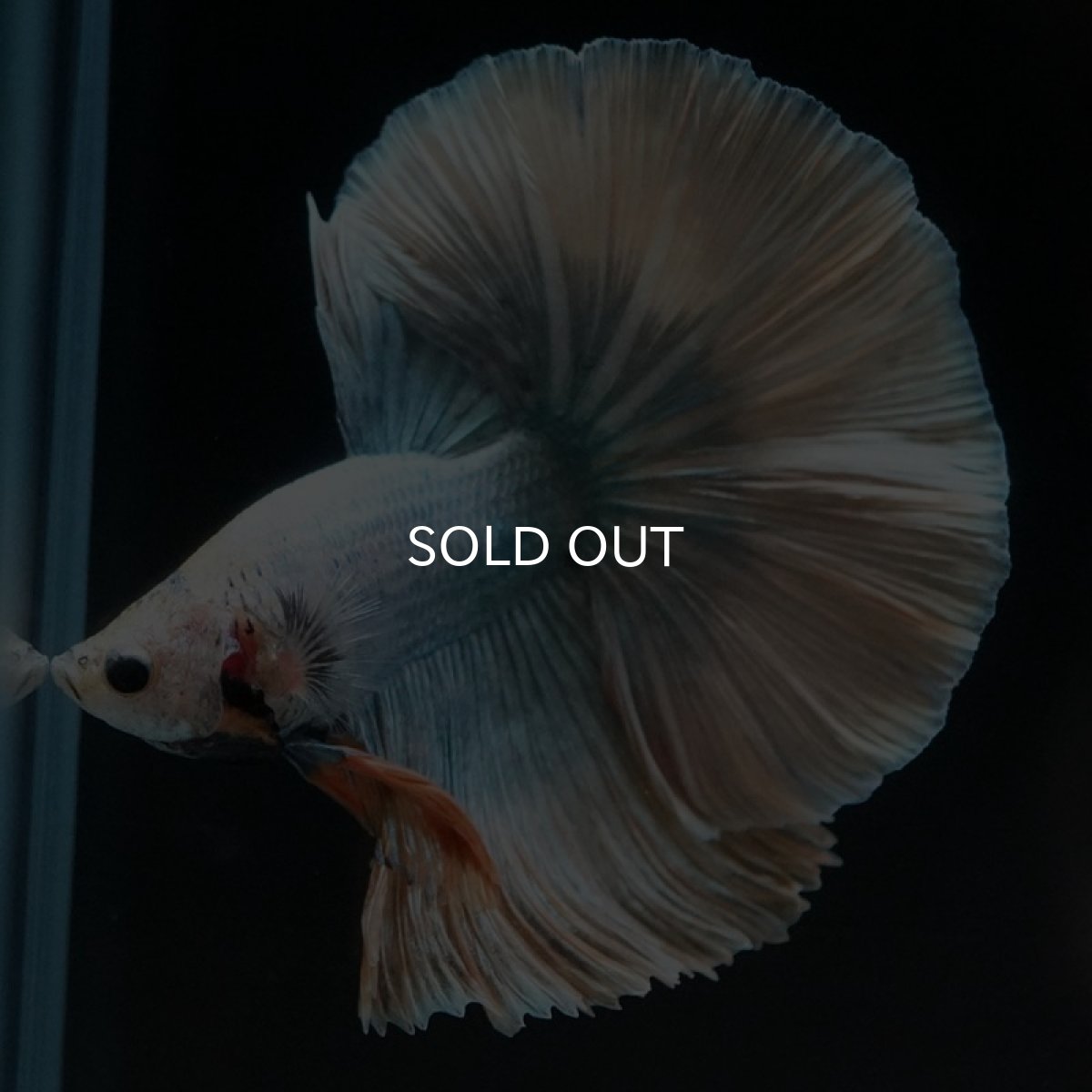 画像6: HM　イエローカッパー (6)