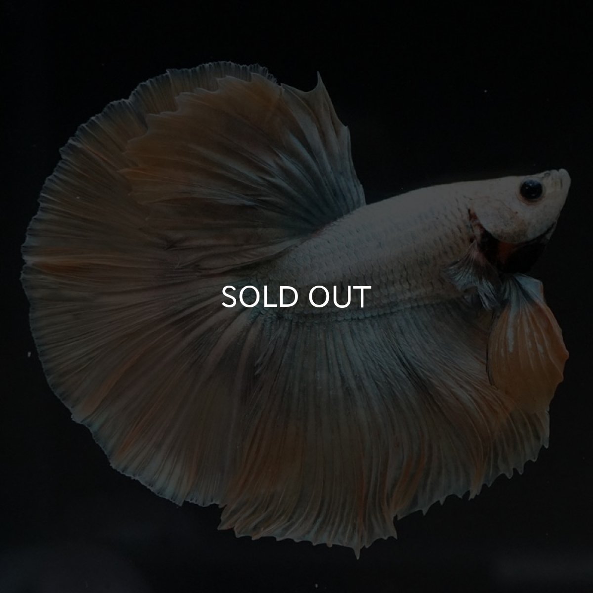 画像3: HM　イエローカッパー (3)