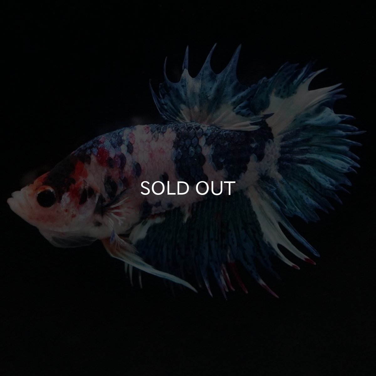 画像2: CTPK ファンシー (2)