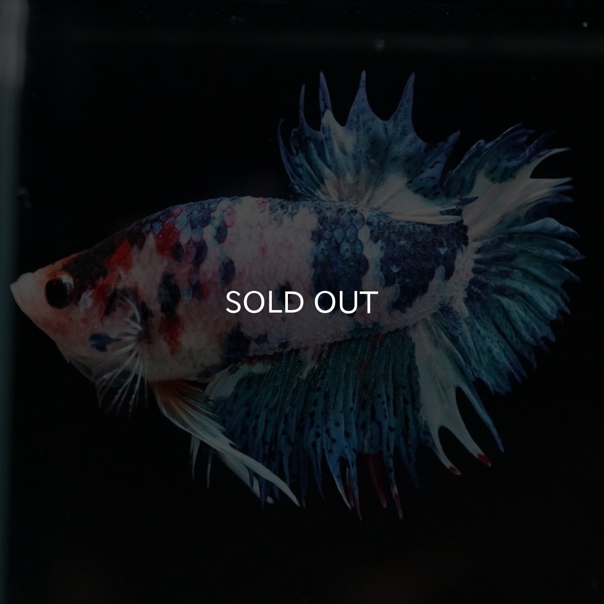 画像7: CTPK ファンシー (7)