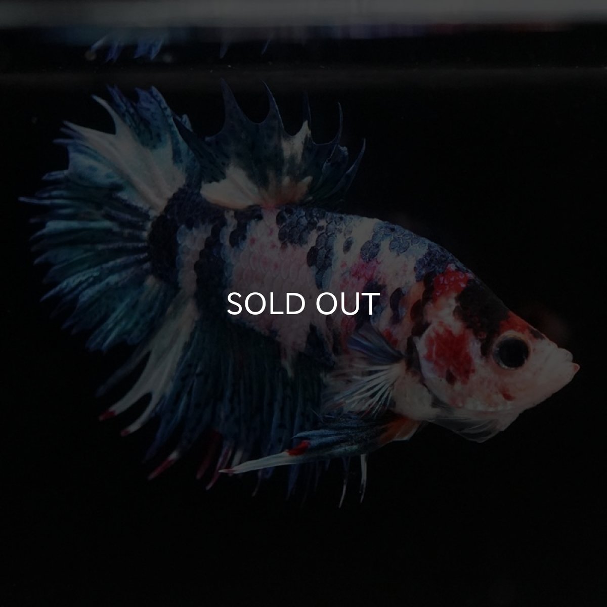 画像6: CTPK ファンシー (6)