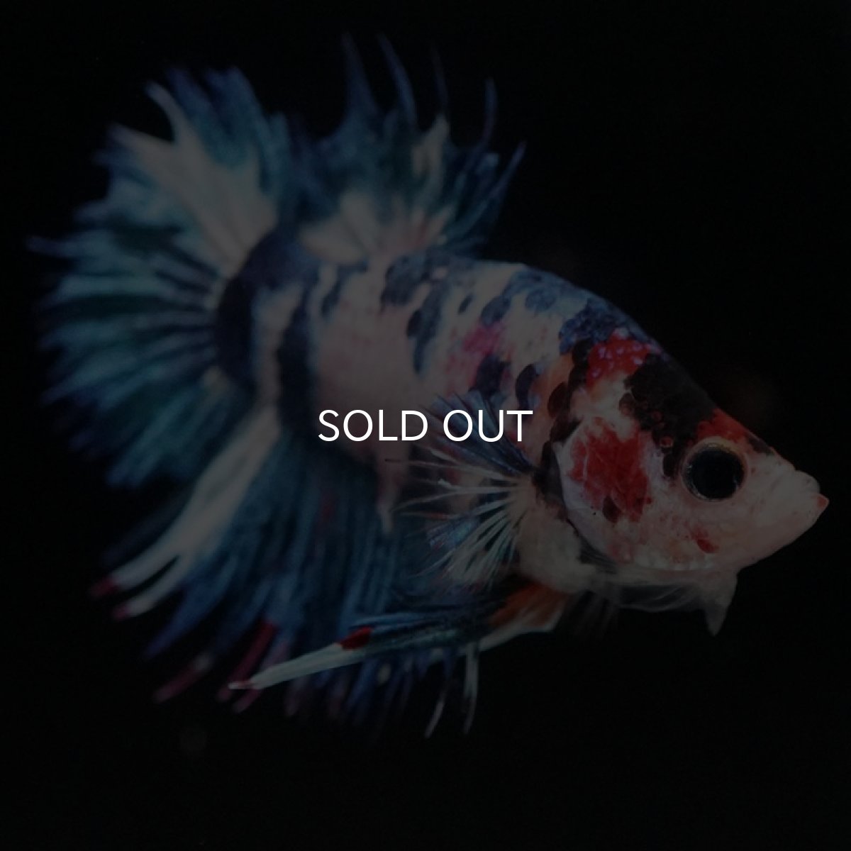 画像5: CTPK ファンシー (5)