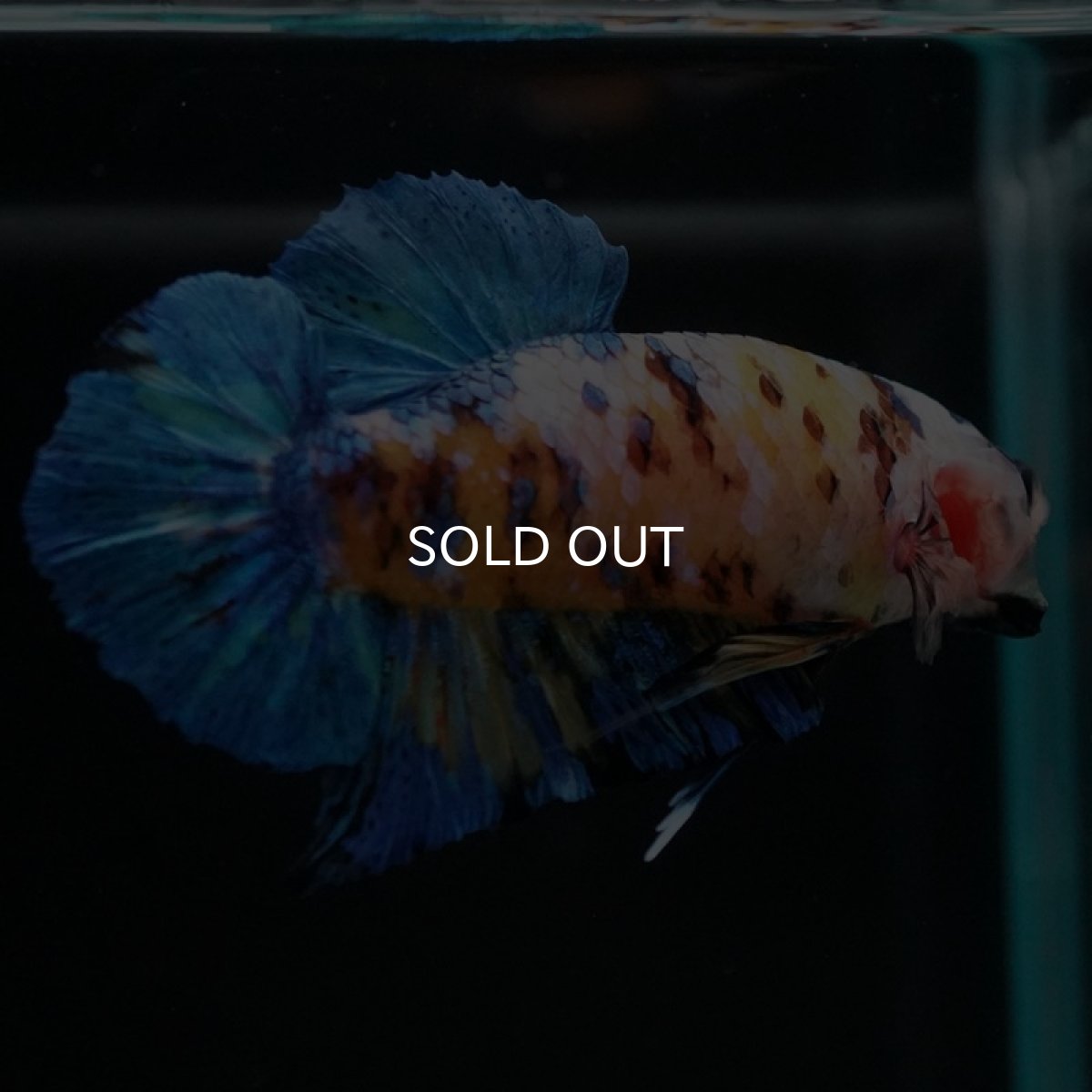 画像4: HMPK イエロータイガーギャラクシー (4)