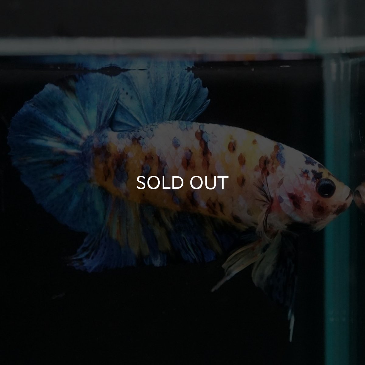 画像2: HMPK イエロータイガーギャラクシー (2)