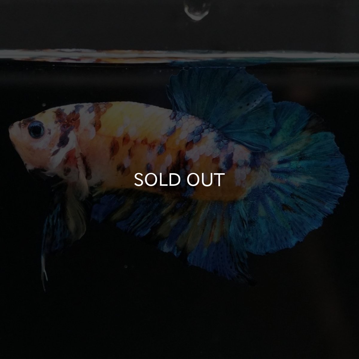 画像3: HMPK イエロータイガーギャラクシー (3)