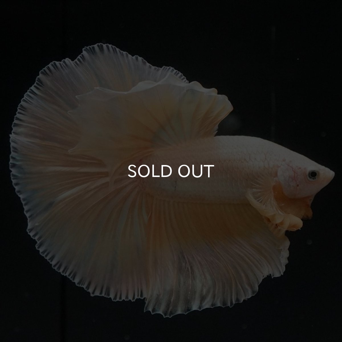 画像3: HM プラチナイエロードラゴン (3)