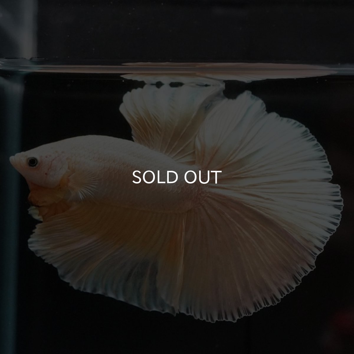 画像6: HM プラチナイエロードラゴン (6)