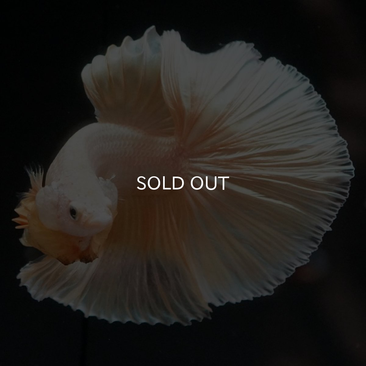 画像2: HM プラチナイエロードラゴン (2)