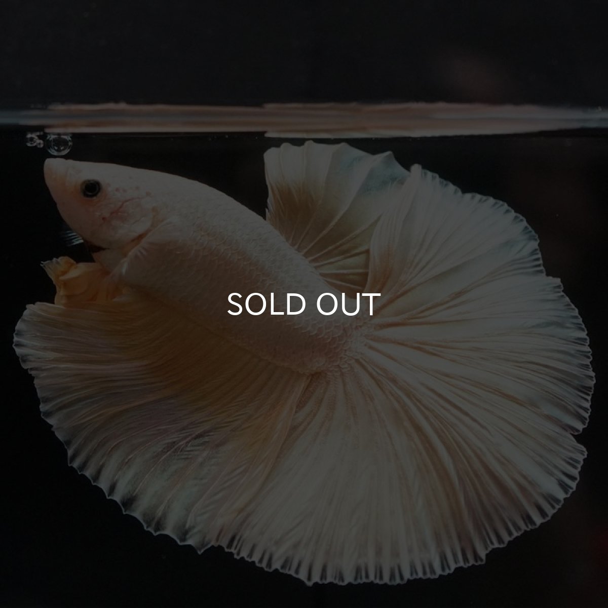 画像5: HM プラチナイエロードラゴン (5)