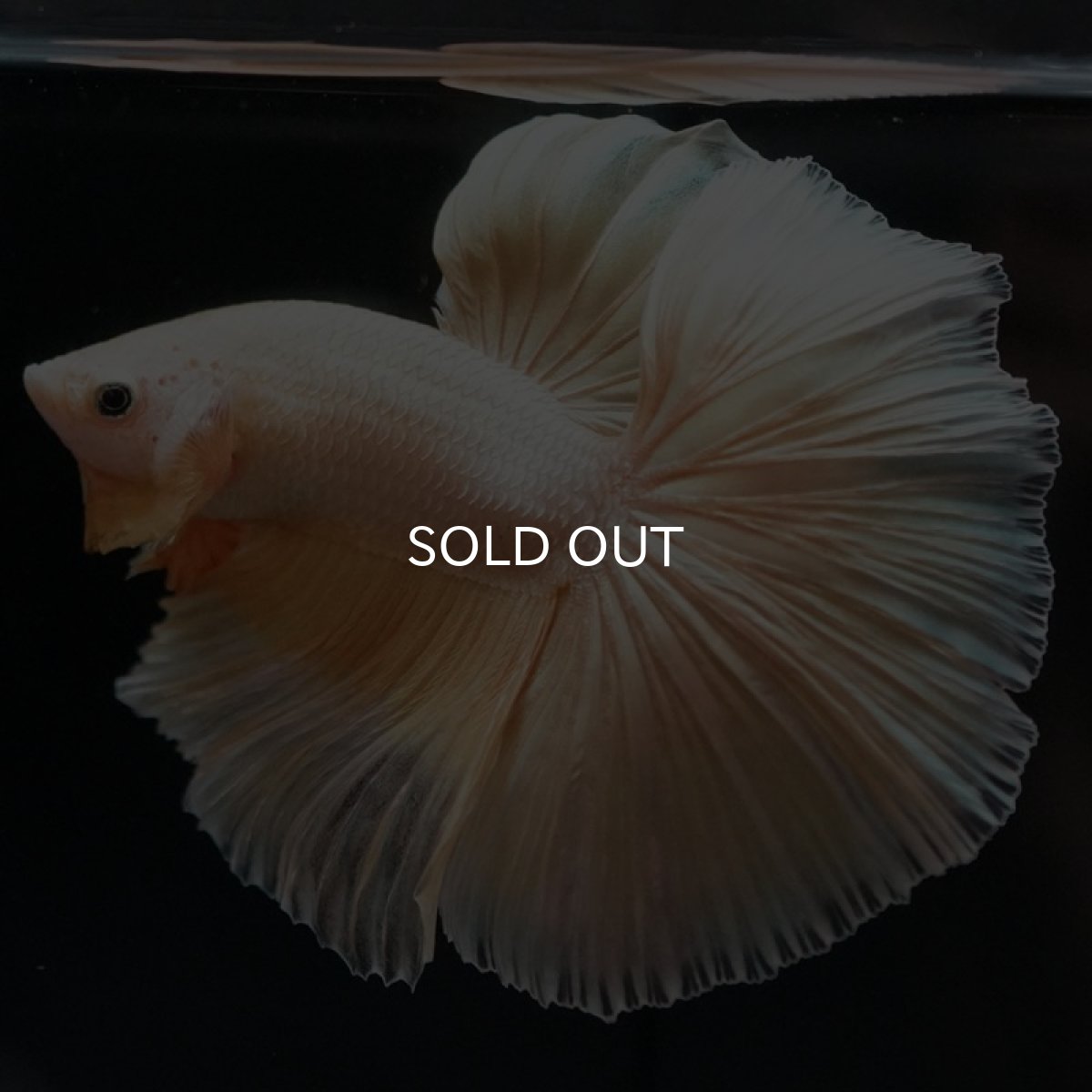 画像4: HM プラチナイエロードラゴン (4)