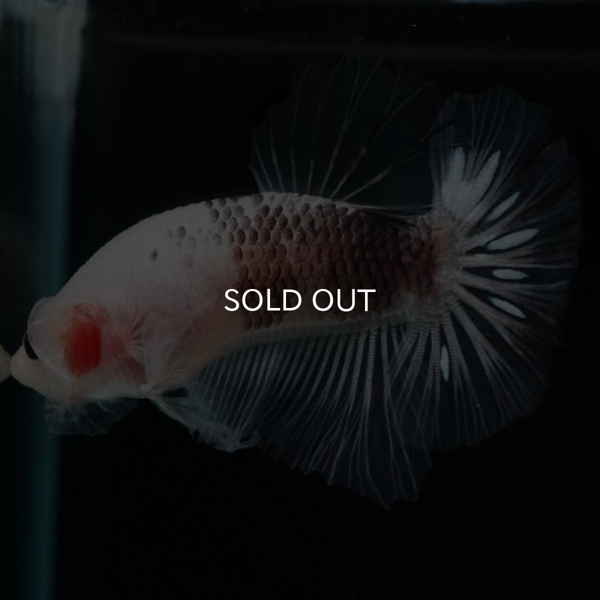 画像10: HMPK ファンシークリア (10)