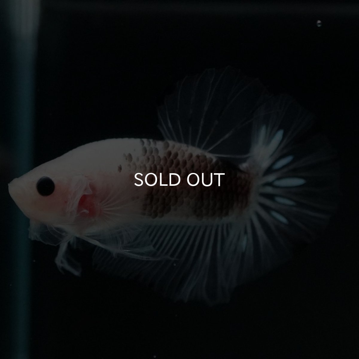 画像2: HMPK ファンシークリア (2)