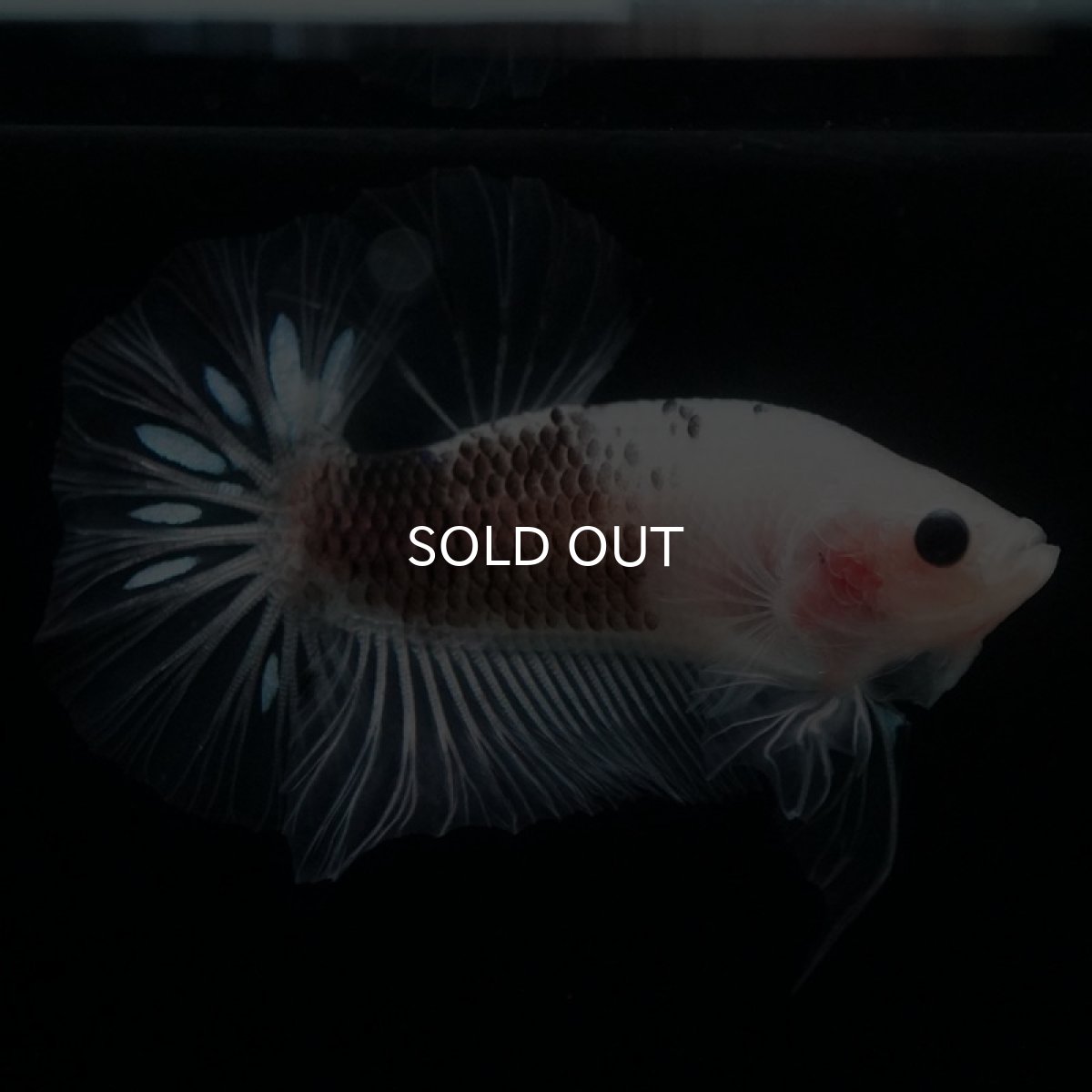 画像7: HMPK ファンシークリア (7)