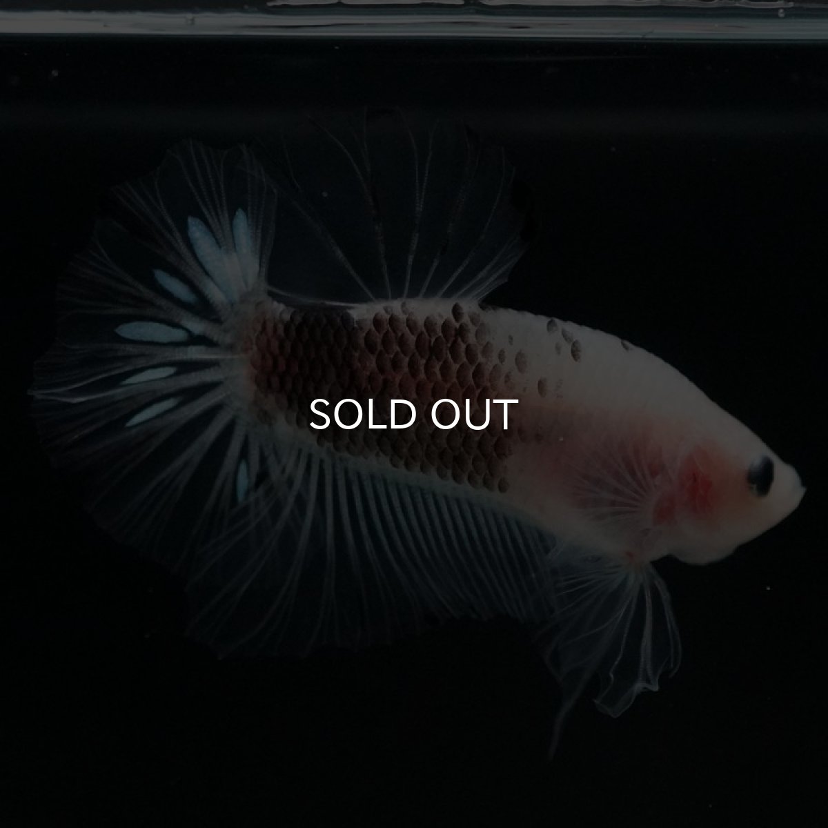 画像9: HMPK ファンシークリア (9)