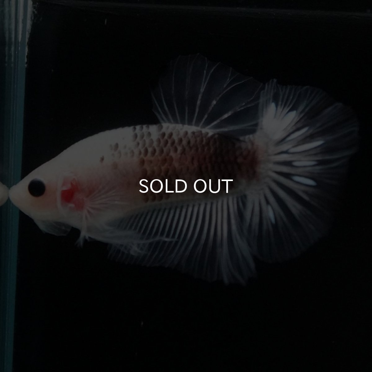 画像8: HMPK ファンシークリア (8)