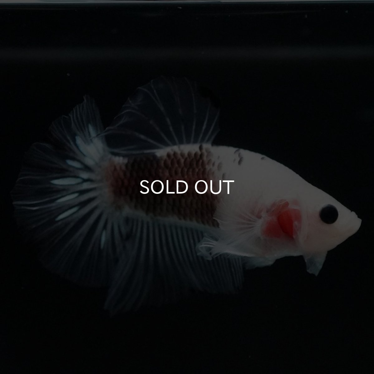 画像3: HMPK ファンシークリア (3)