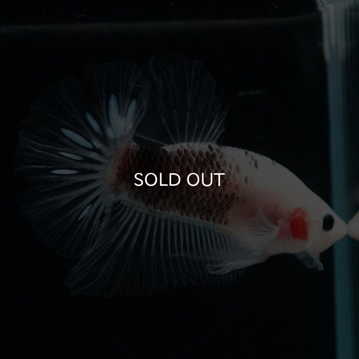 画像5: HMPK ファンシークリア (5)