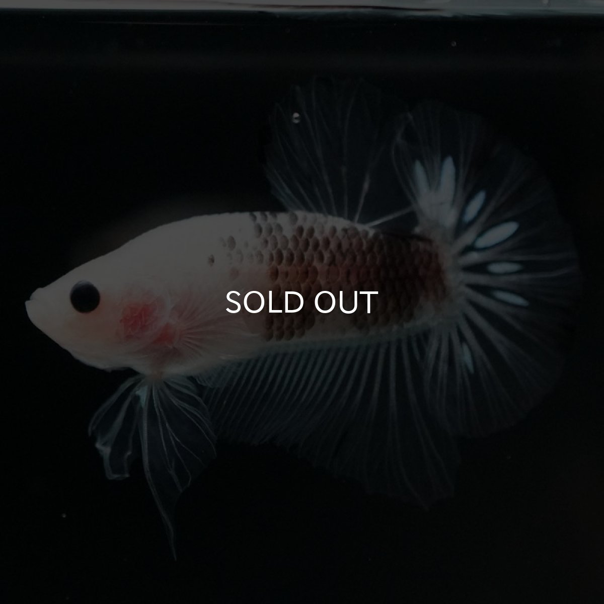 画像6: HMPK ファンシークリア (6)