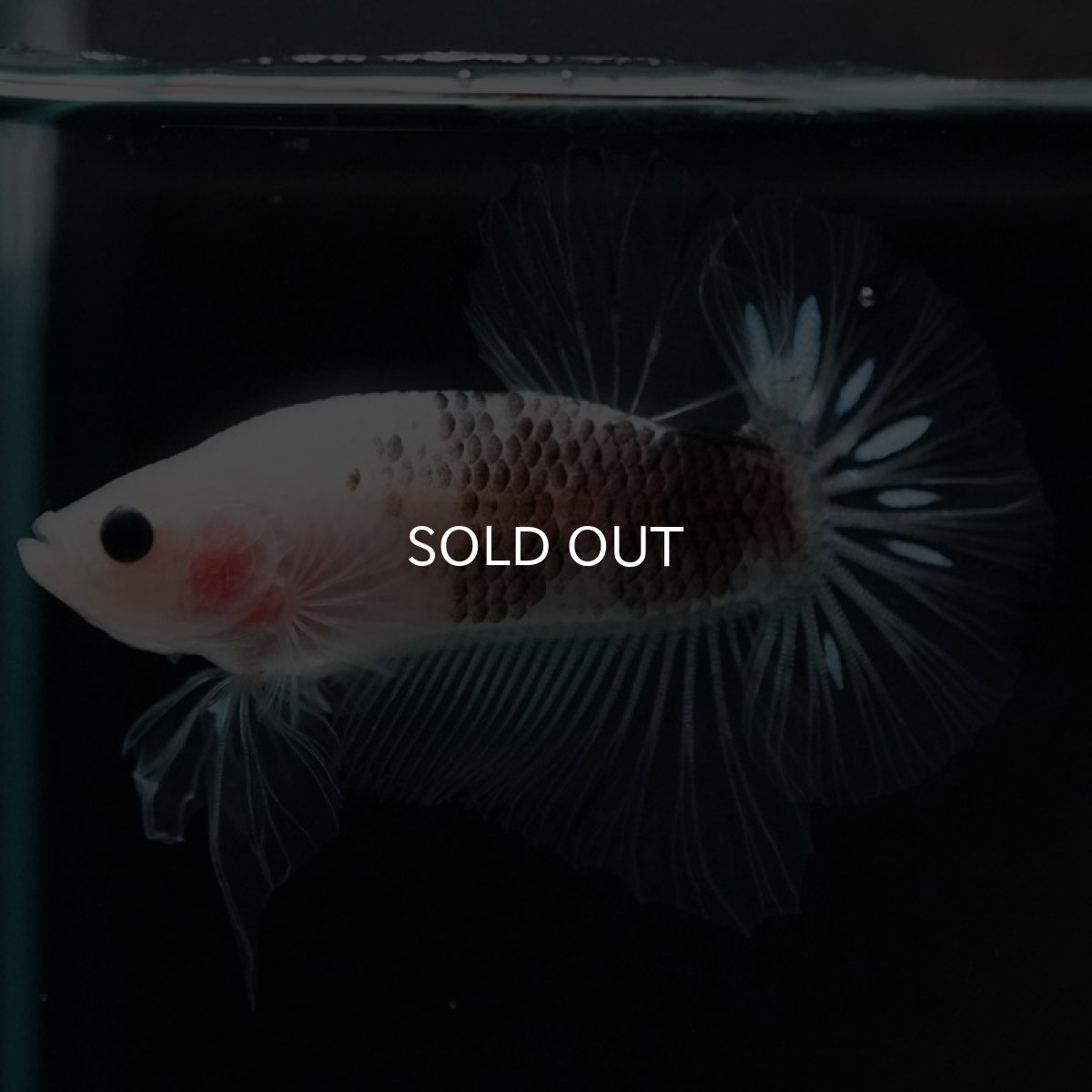 画像4: HMPK ファンシークリア (4)