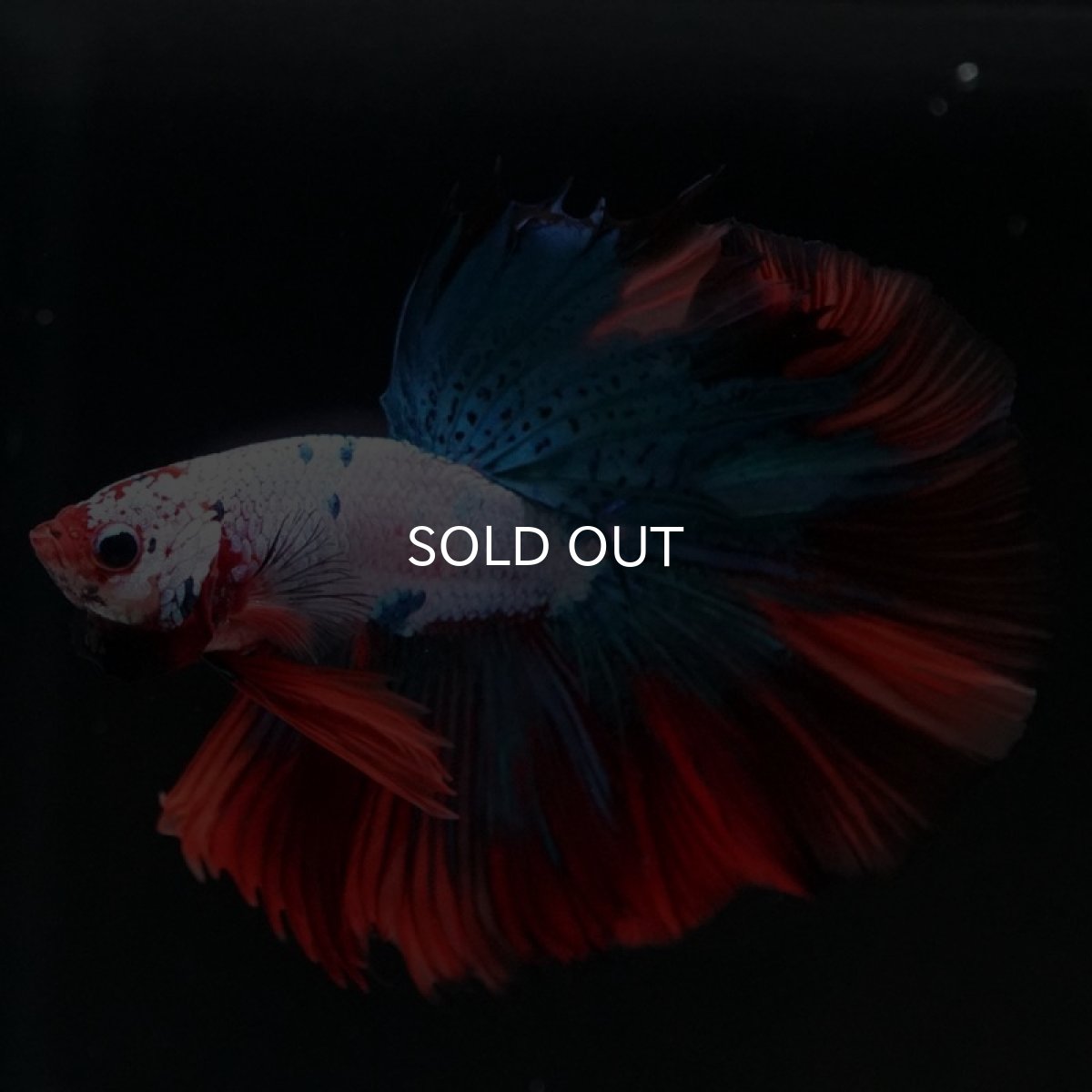 画像2: HM キャンディレインボー (2)