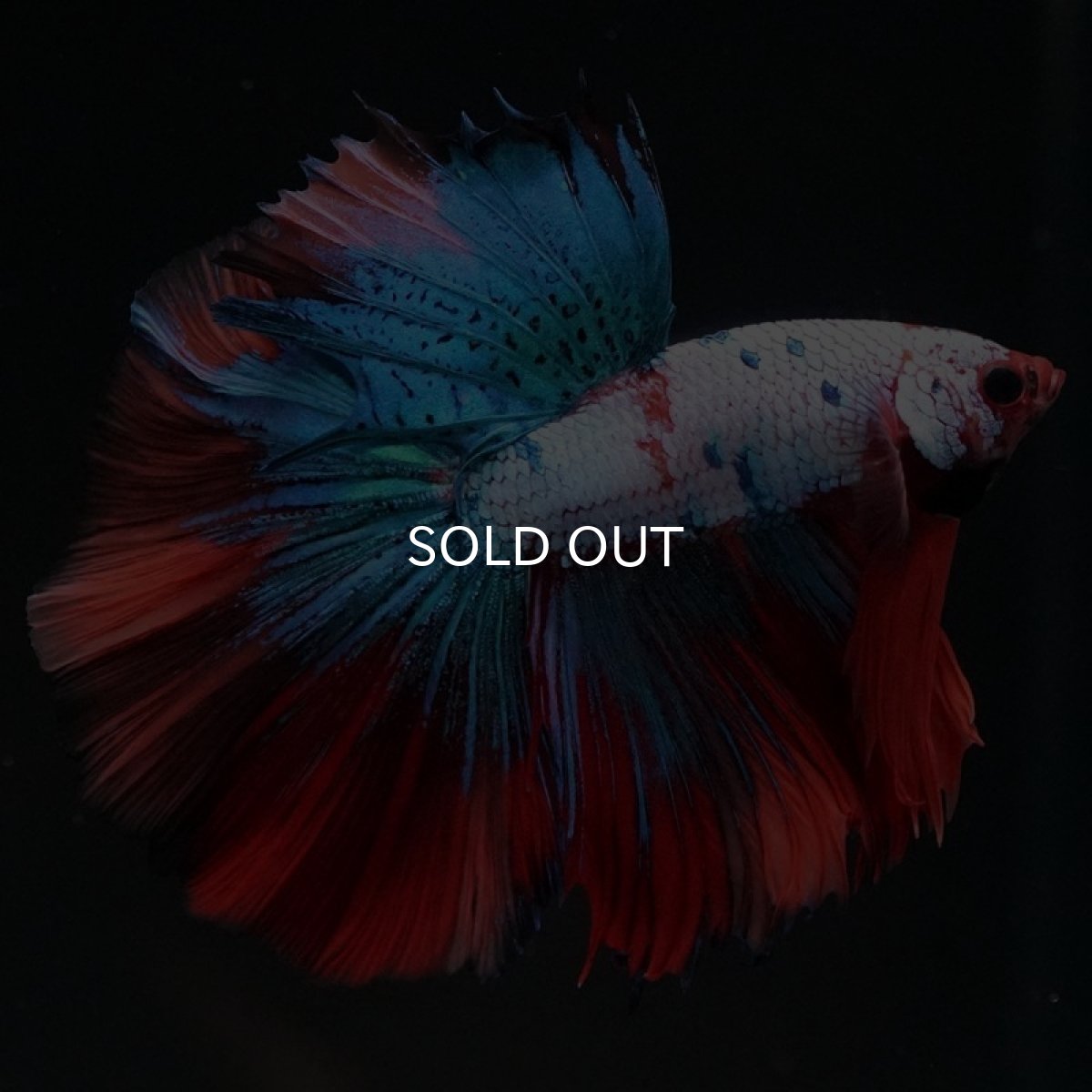 画像4: HM キャンディレインボー (4)