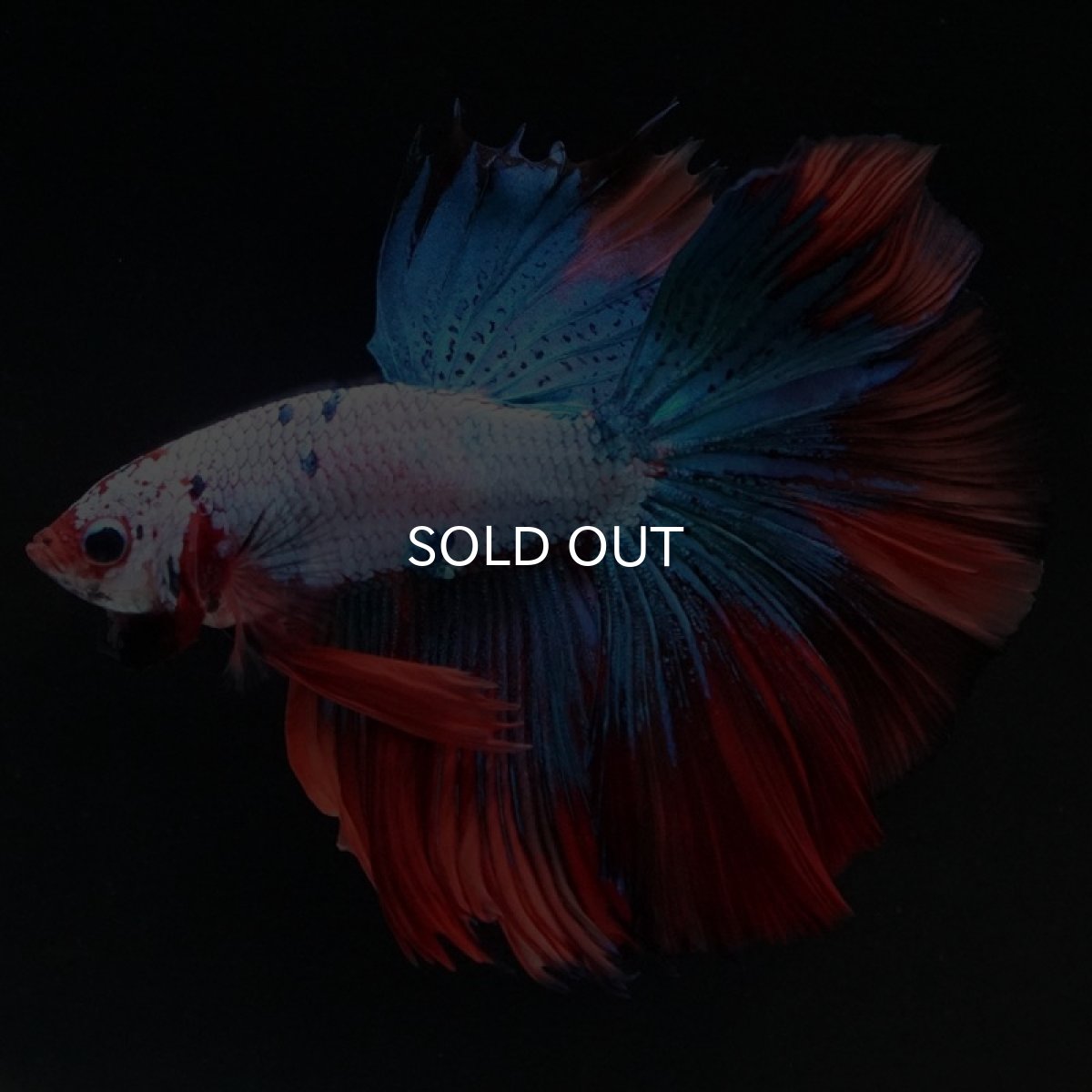 画像5: HM キャンディレインボー (5)