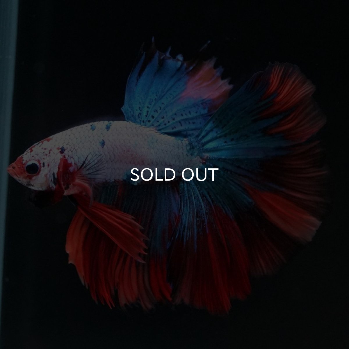 画像3: HM キャンディレインボー (3)