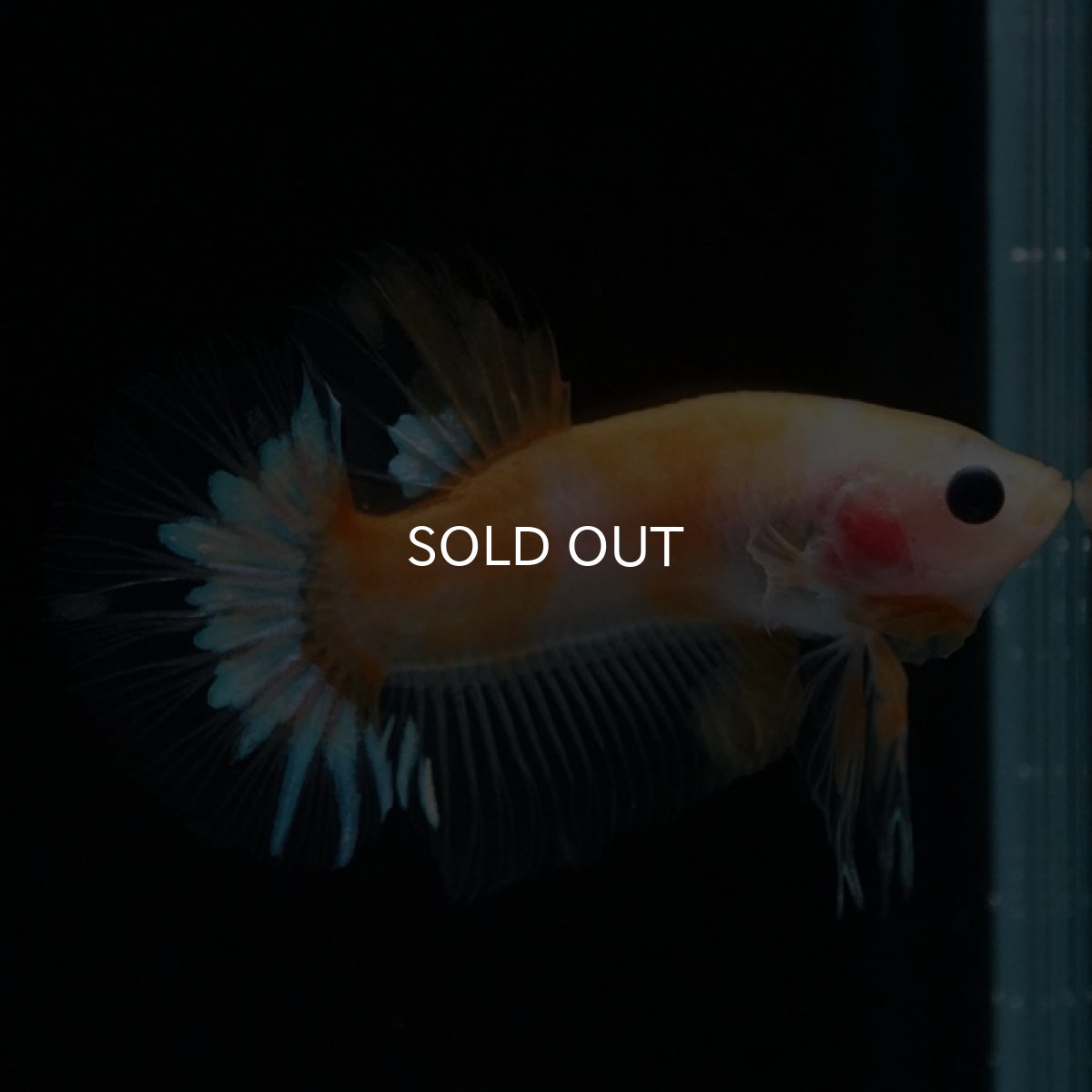 画像3: HMPK イエローファンシー (3)