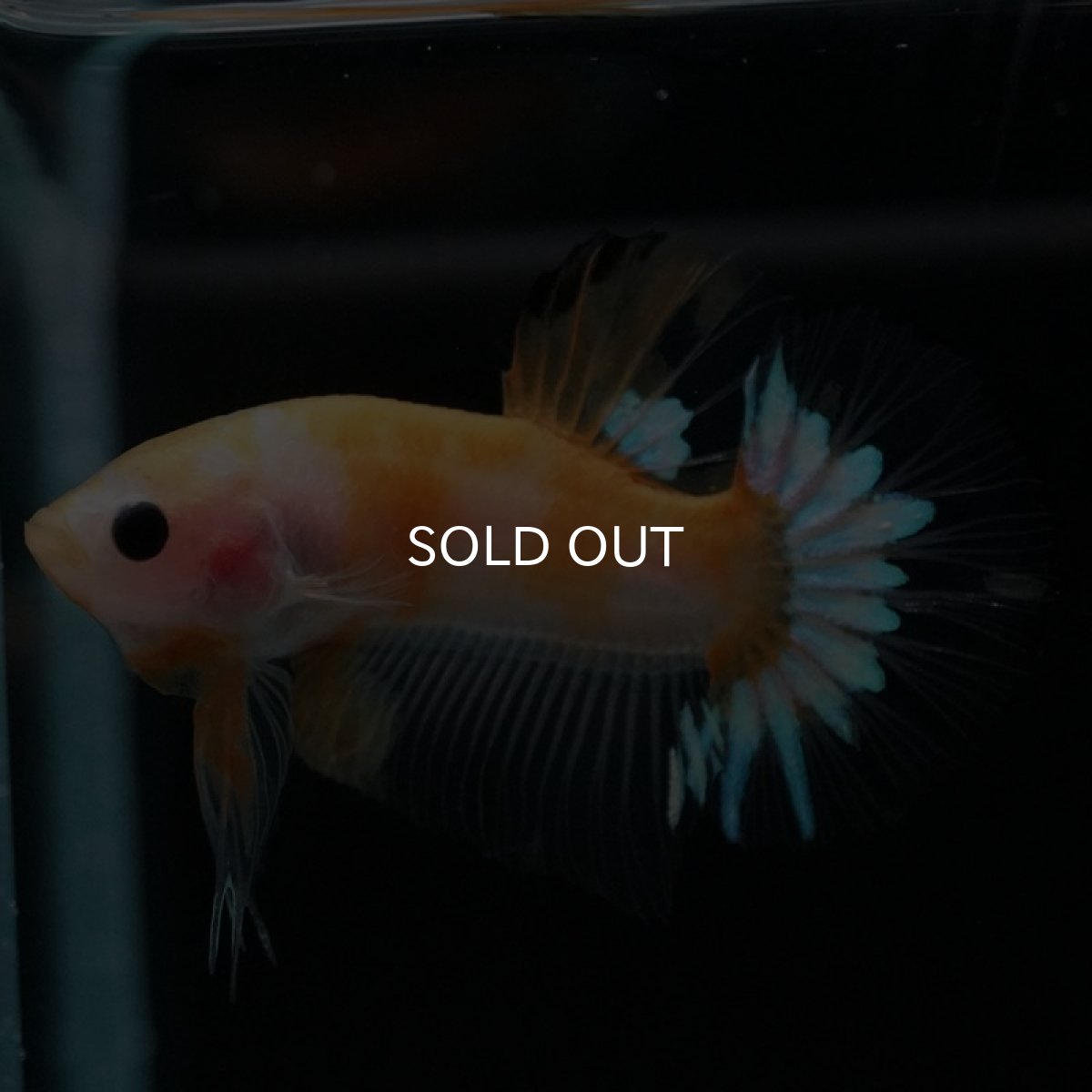 画像2: HMPK イエローファンシー (2)