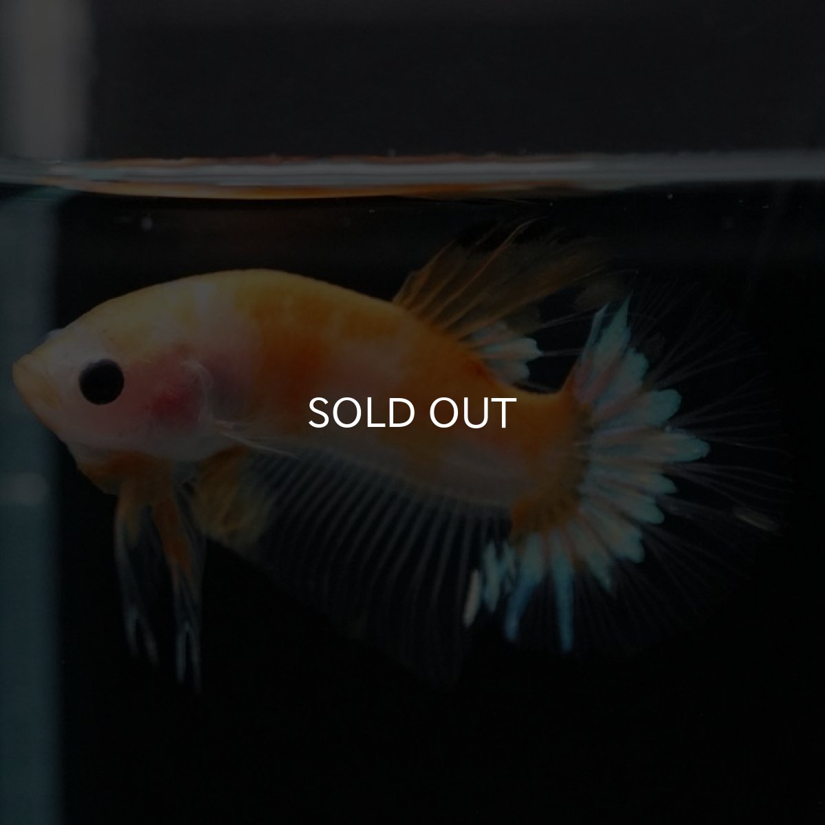 画像6: HMPK イエローファンシー (6)