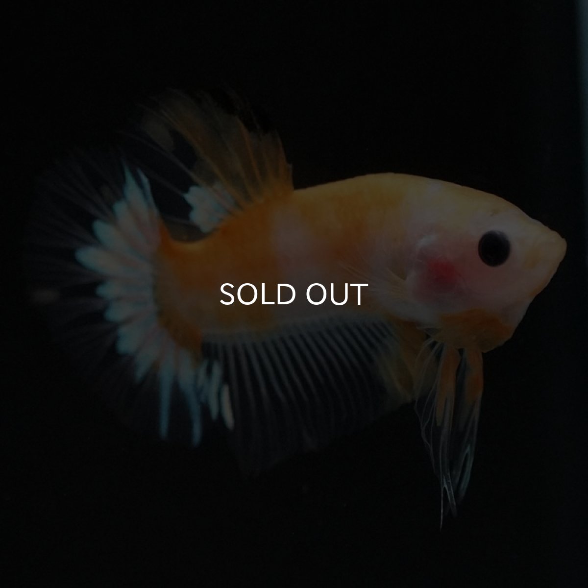 画像5: HMPK イエローファンシー (5)