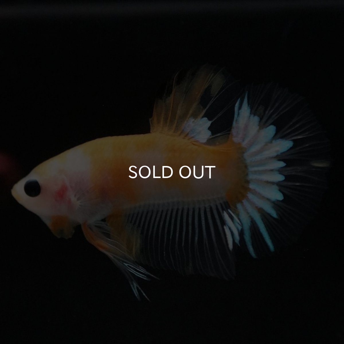 画像4: HMPK イエローファンシー (4)