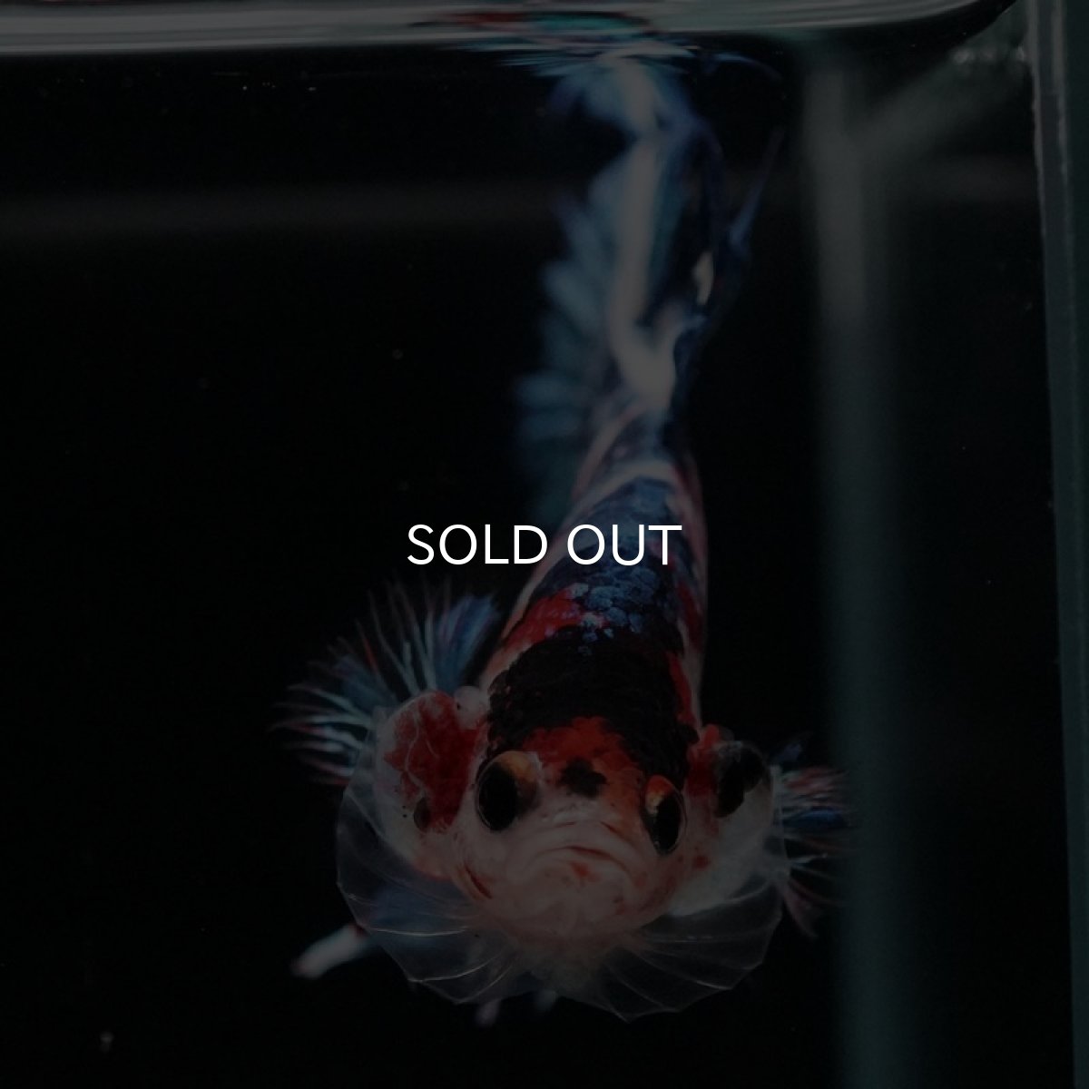 画像3: CTPK ファンシー (3)