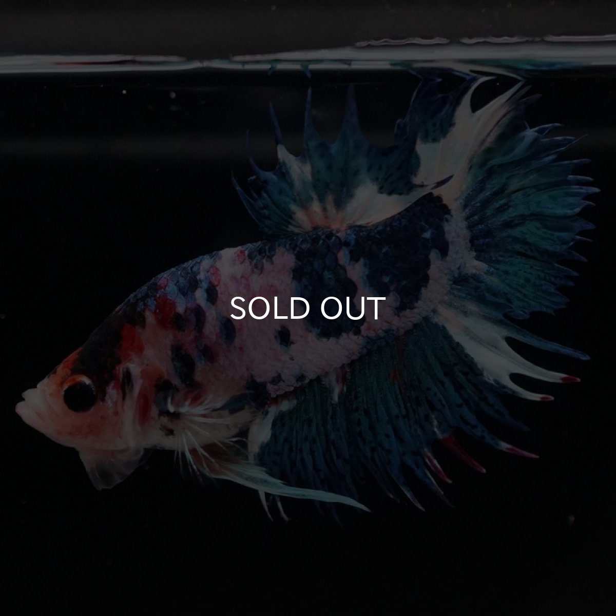 画像4: CTPK ファンシー (4)