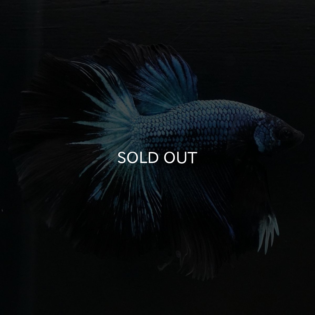 画像6: HM ブルーブラック (6)