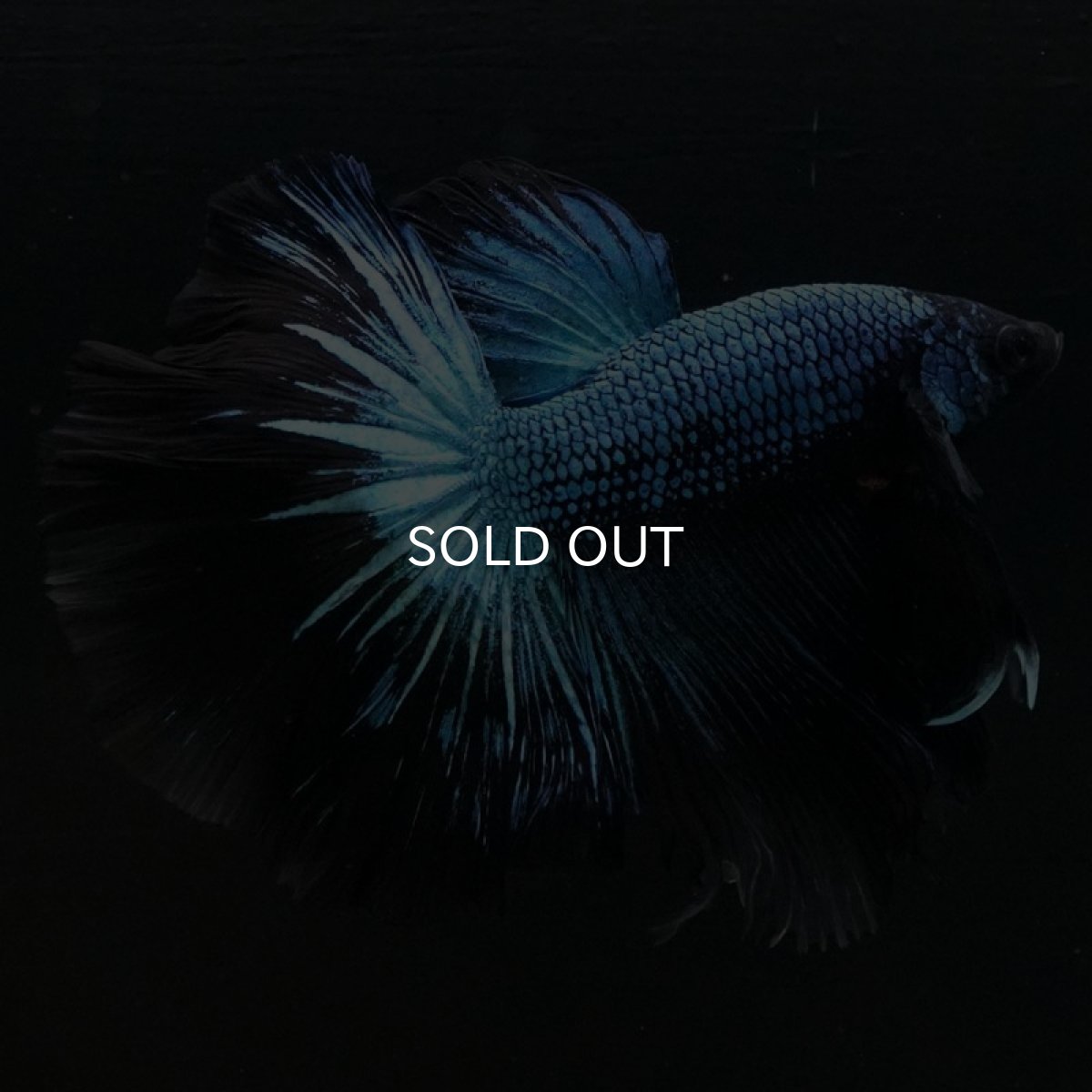 画像3: HM ブルーブラック (3)