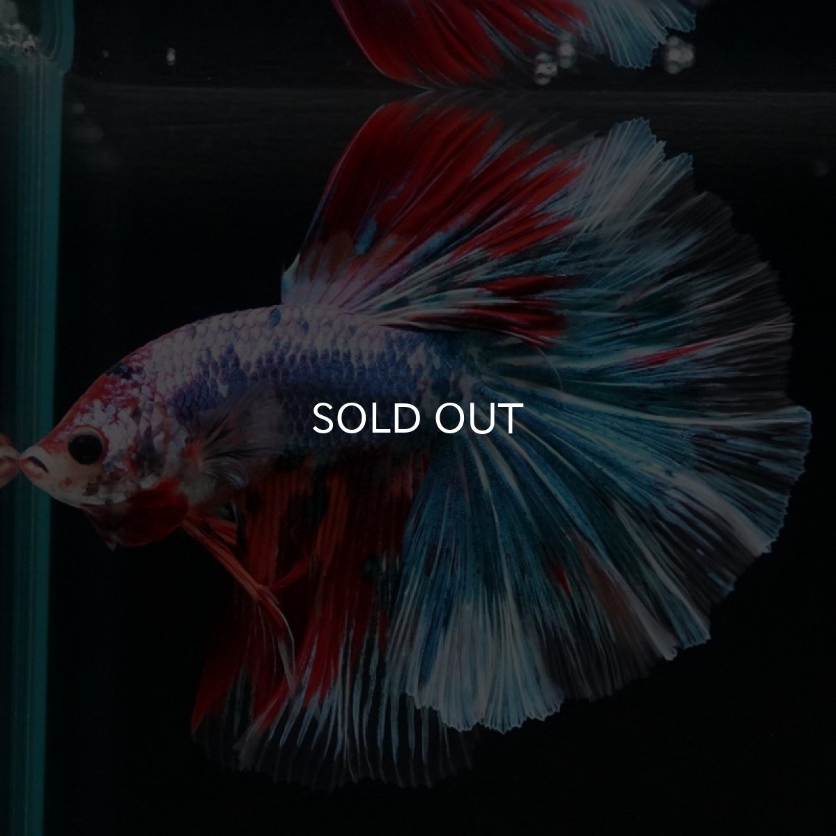 画像7: HM ファンシー (7)