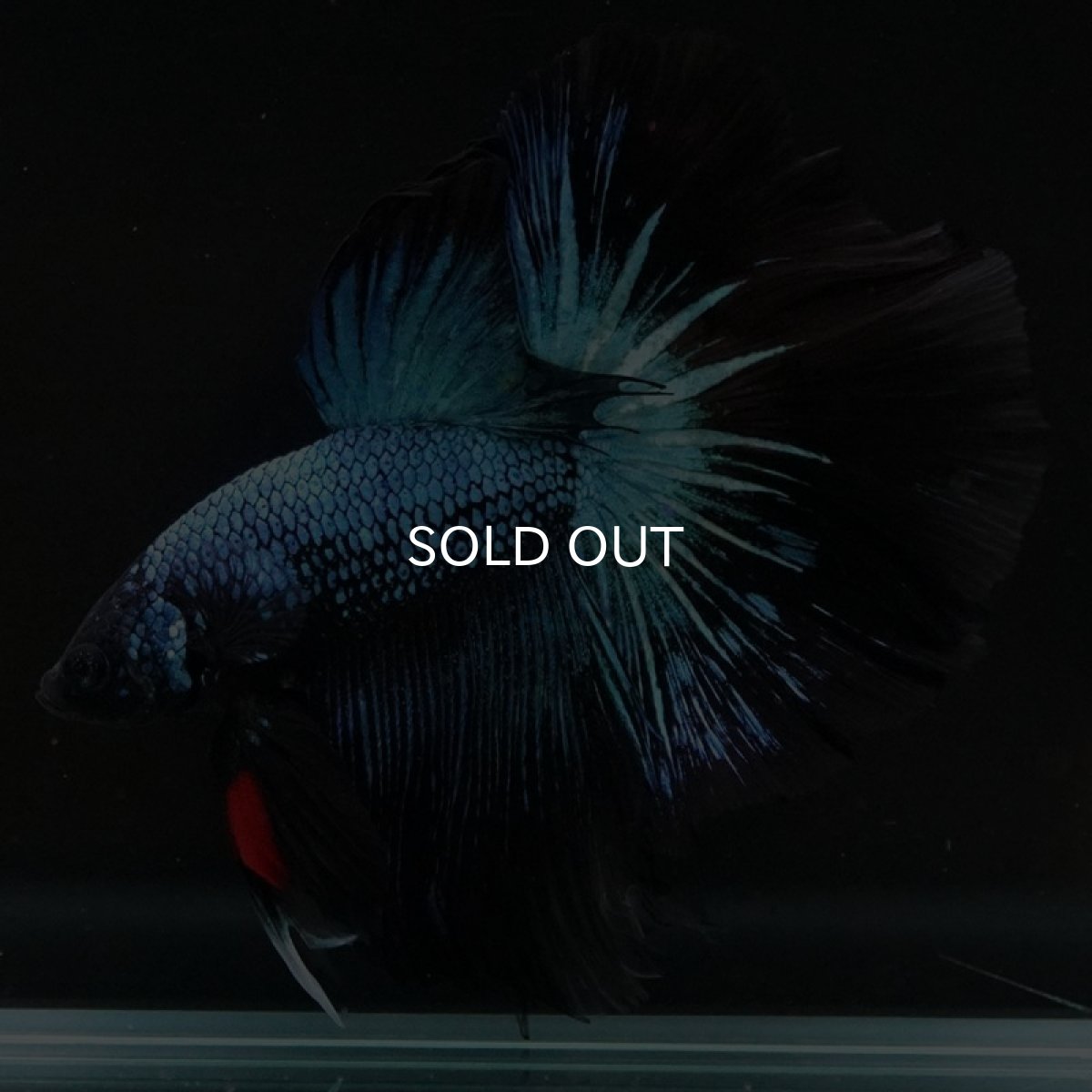 画像5: HM ブルーブラック (5)