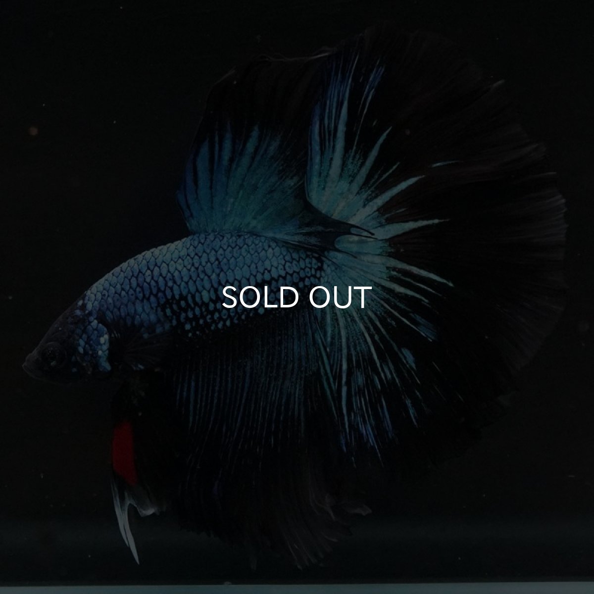 画像2: HM ブルーブラック (2)