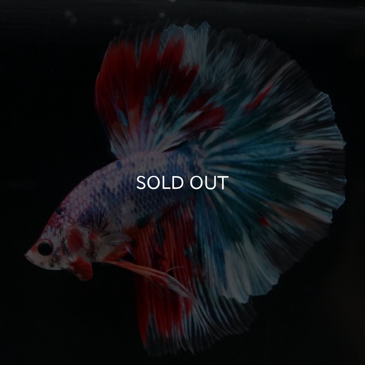 画像2: HM ファンシー (2)