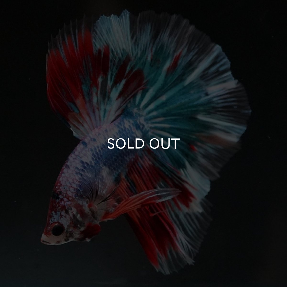 画像6: HM ファンシー (6)