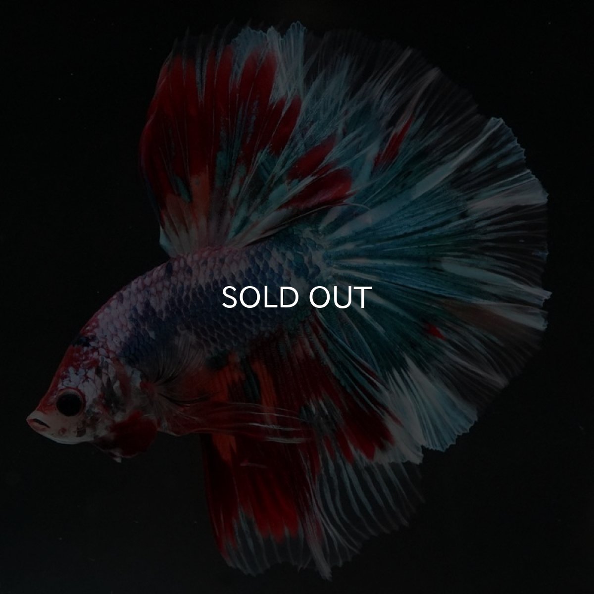 画像4: HM ファンシー (4)