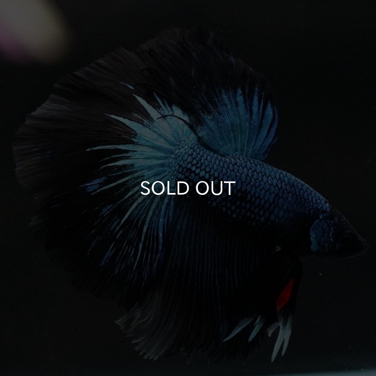 画像4: HM ブルーブラック (4)